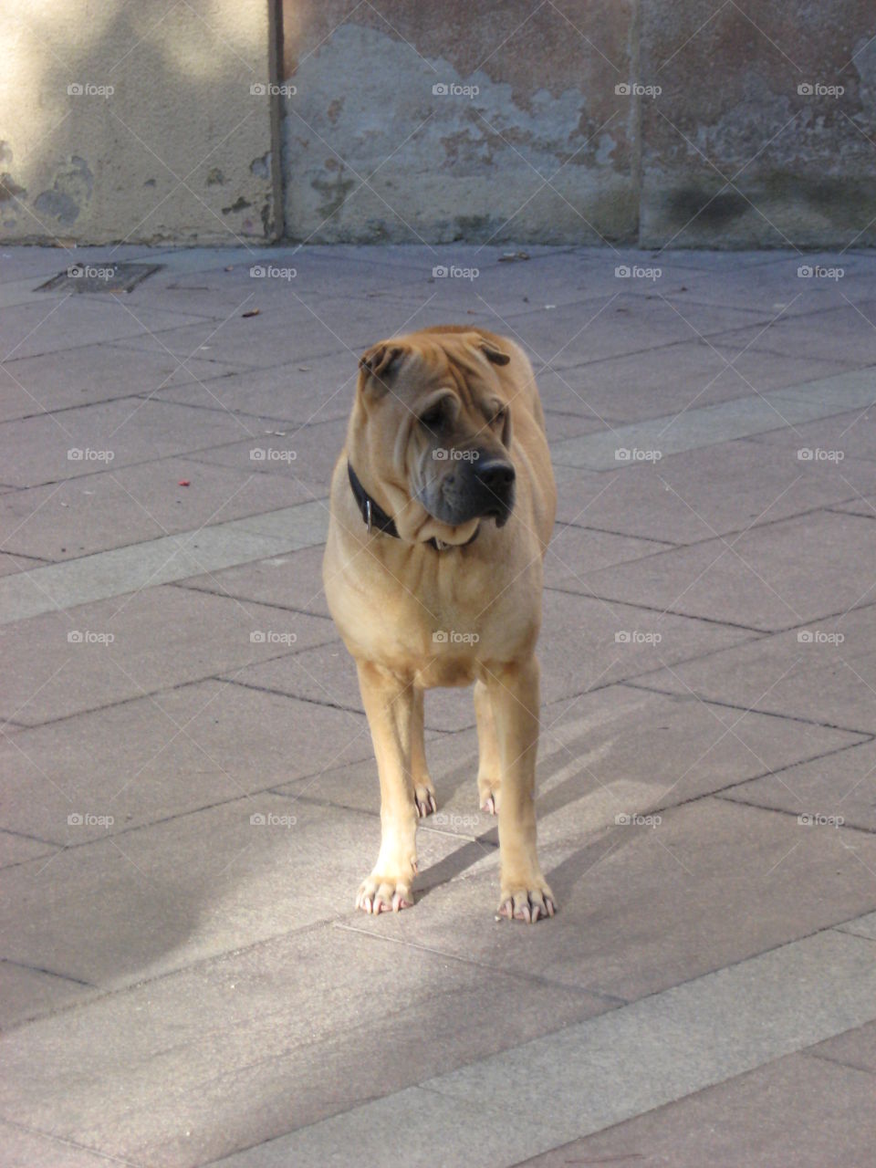 Sharpei