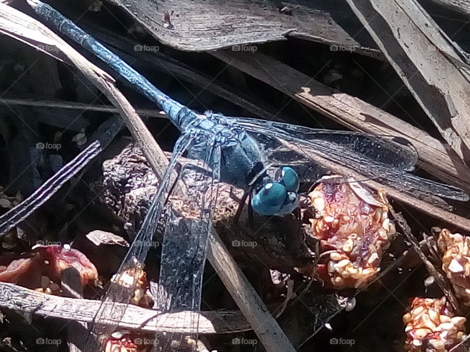 dragonfly 2018-01-22 001 
#আমার_চোখে #আমার_গ্রাম #nature #dragonfly  #animalia #arthropoda #insecta #odonata