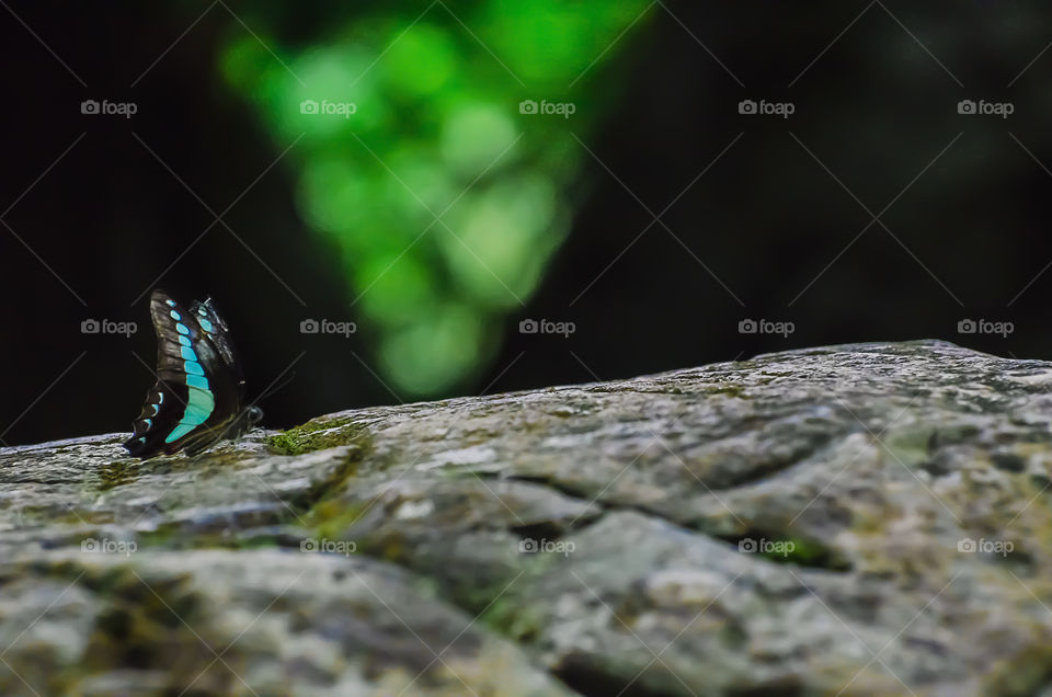 butterfly enjoying nature