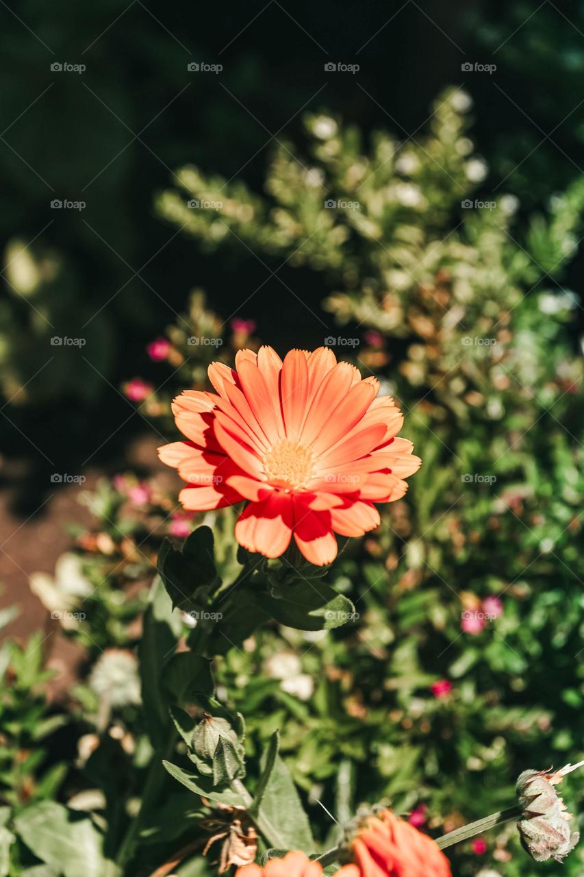 Orange Colored Daisy In Garden
