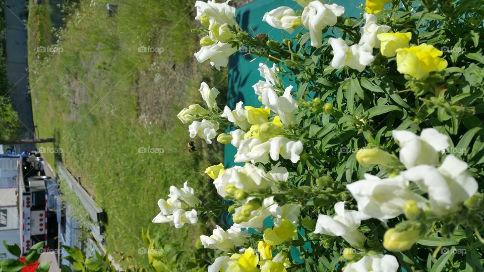 Snap dragons and a bumble bee