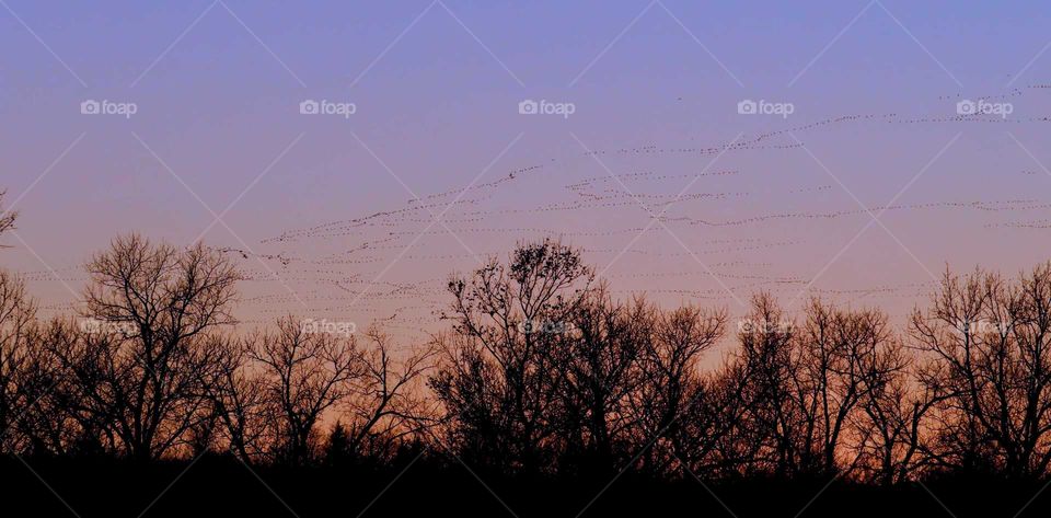 Hundreds of geese migrating south for winter, colorful sunset background. "Time to Leave".