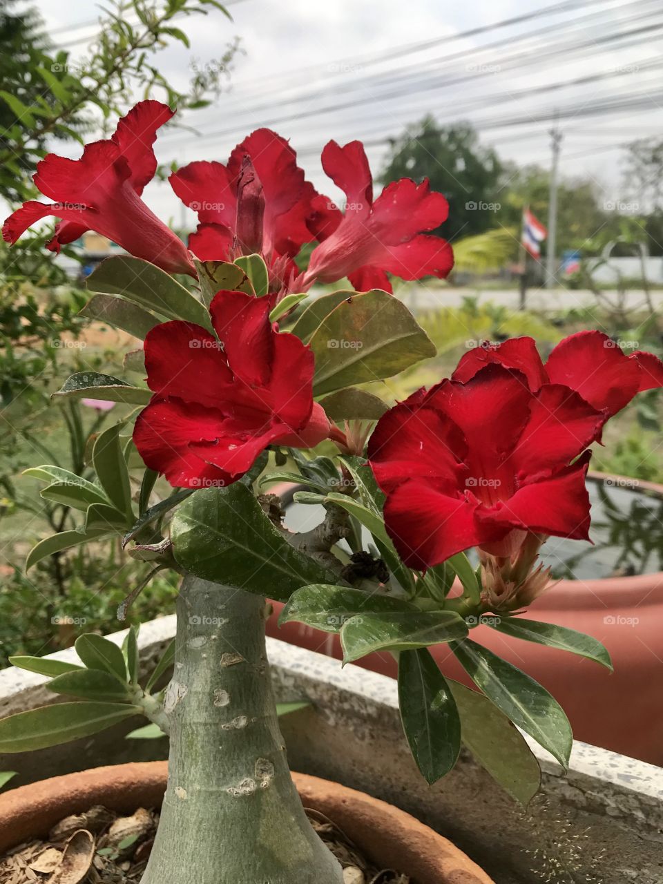 Adenium obesum (Fosk.) Roem . & Schult. 