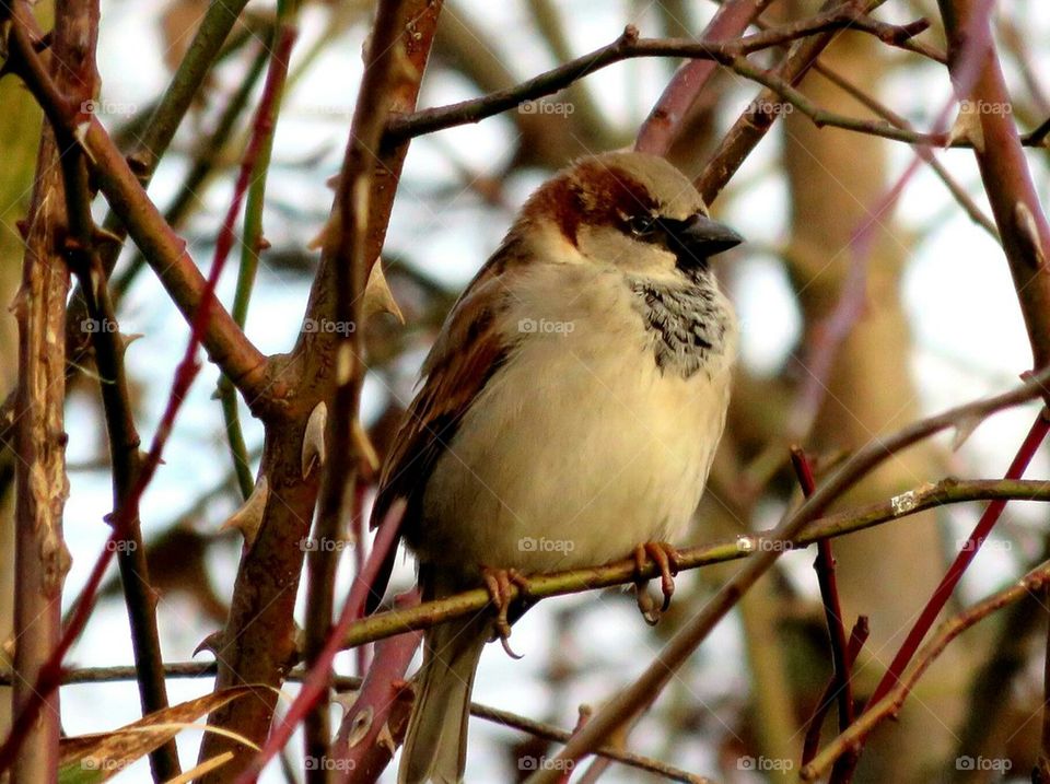 cute sparrow