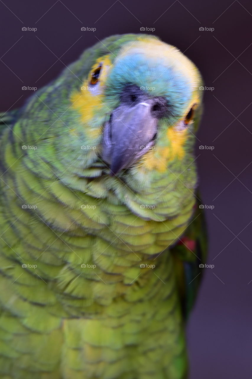 Sweet Parrot