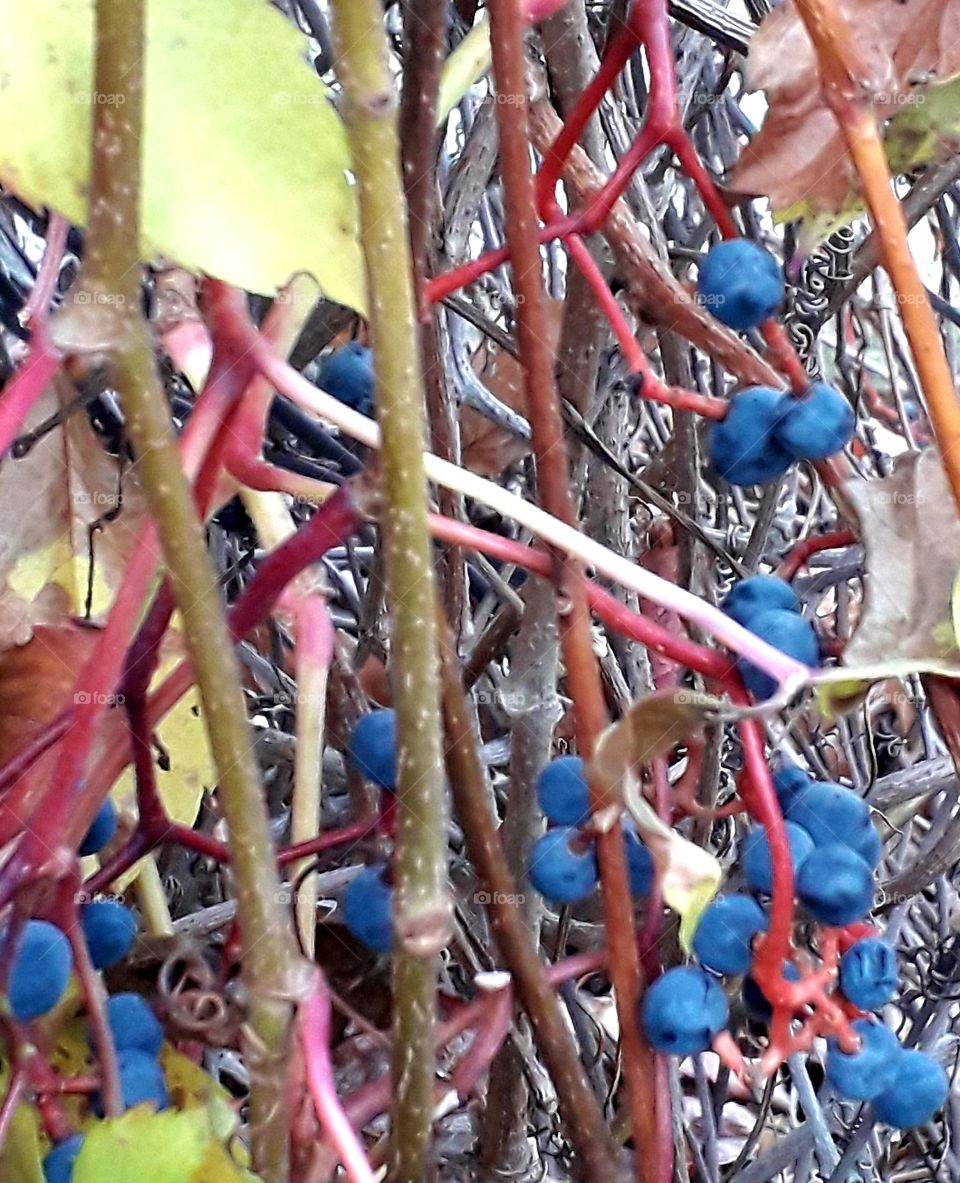 autumn garden - dark blue berries and red twigs of Virginia creeper