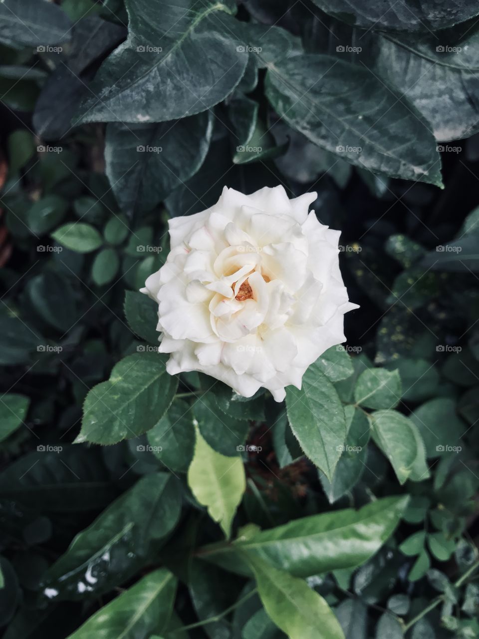 A Beautiful White Rose !!!! 