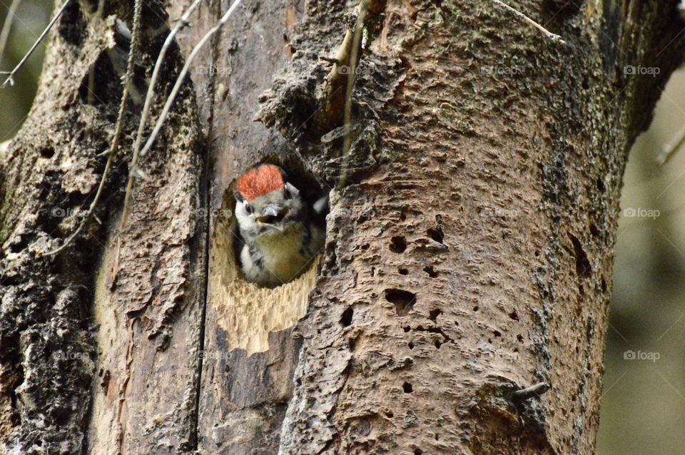 Baby woodpecker