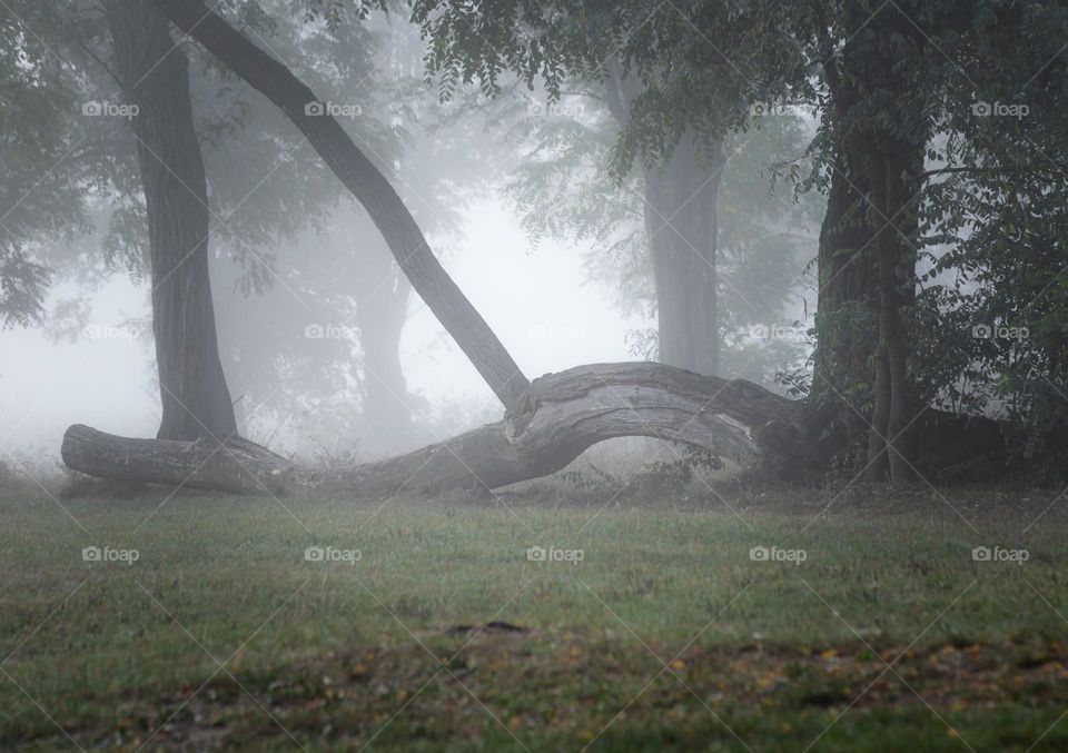 Atmospheric woodland photo with trees surrounded by mist and other trees. 