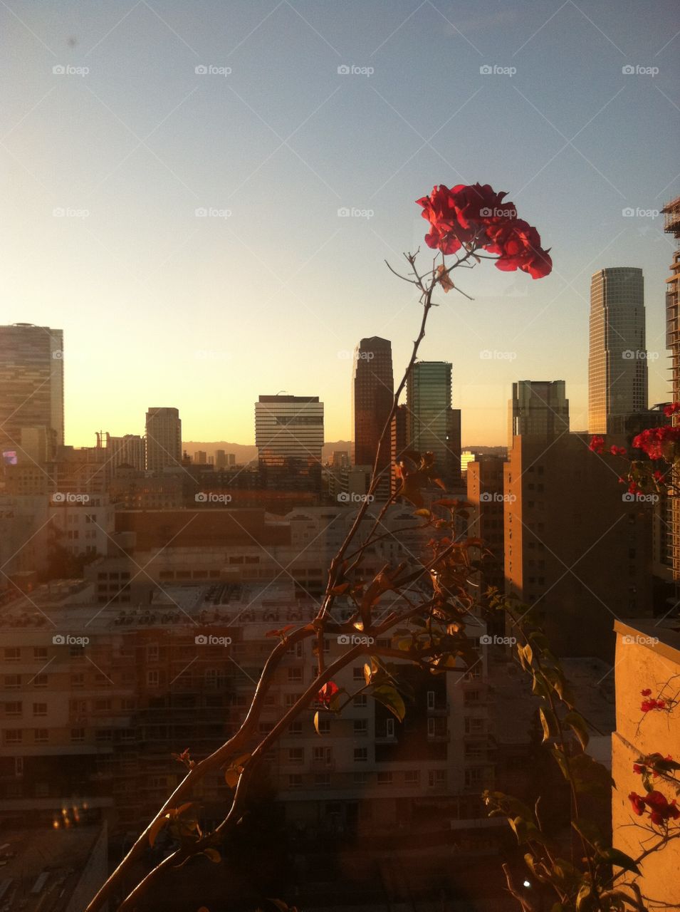 A solitary rose grows on a rooftop of a tall building, overlooking the Downtown Los Angeles Skyline.  