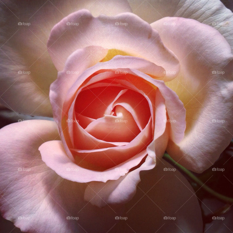 pink flower petal rose by lisa_c