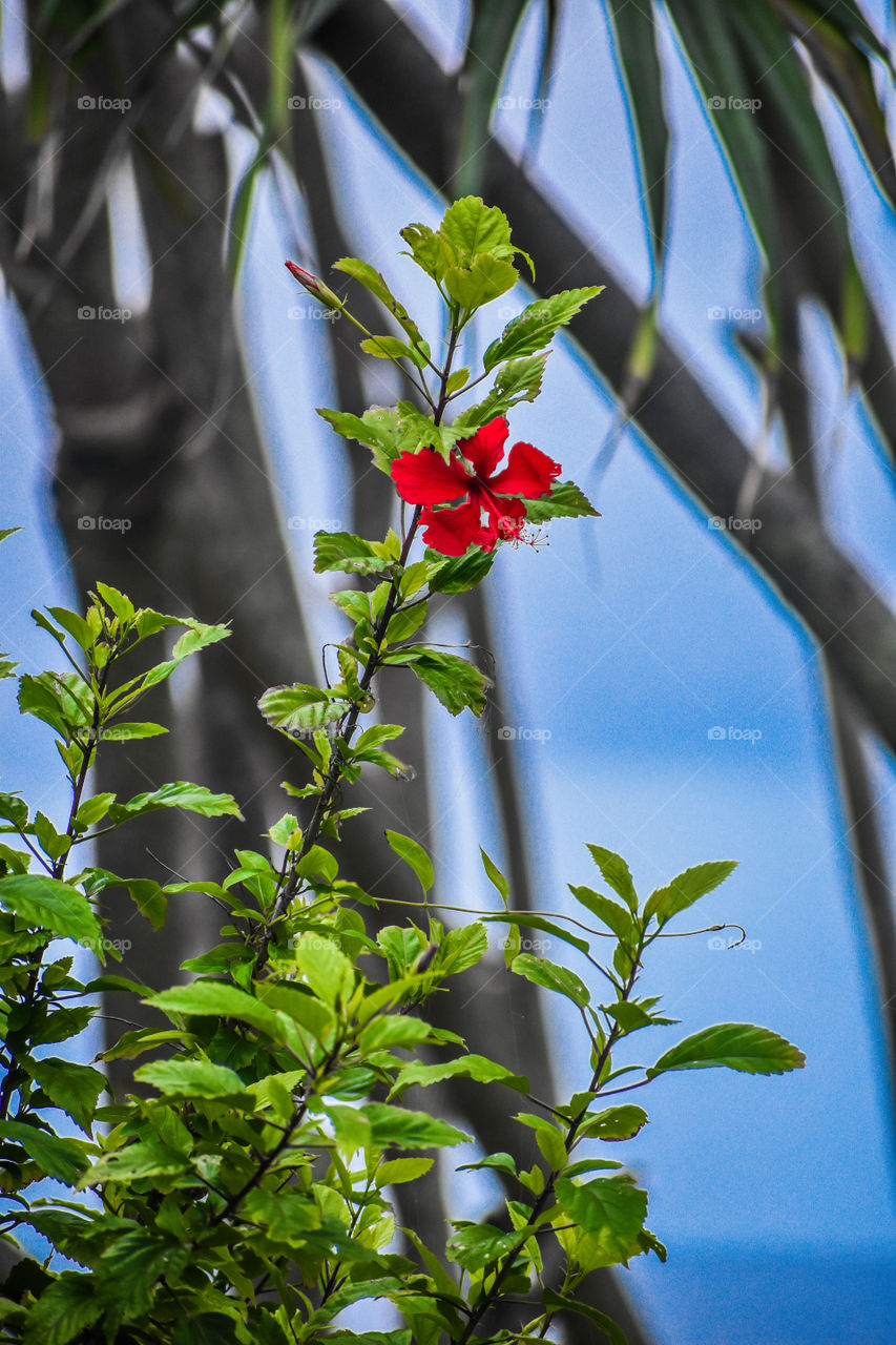 Wild hibiscus on a beautiful blue sky day.