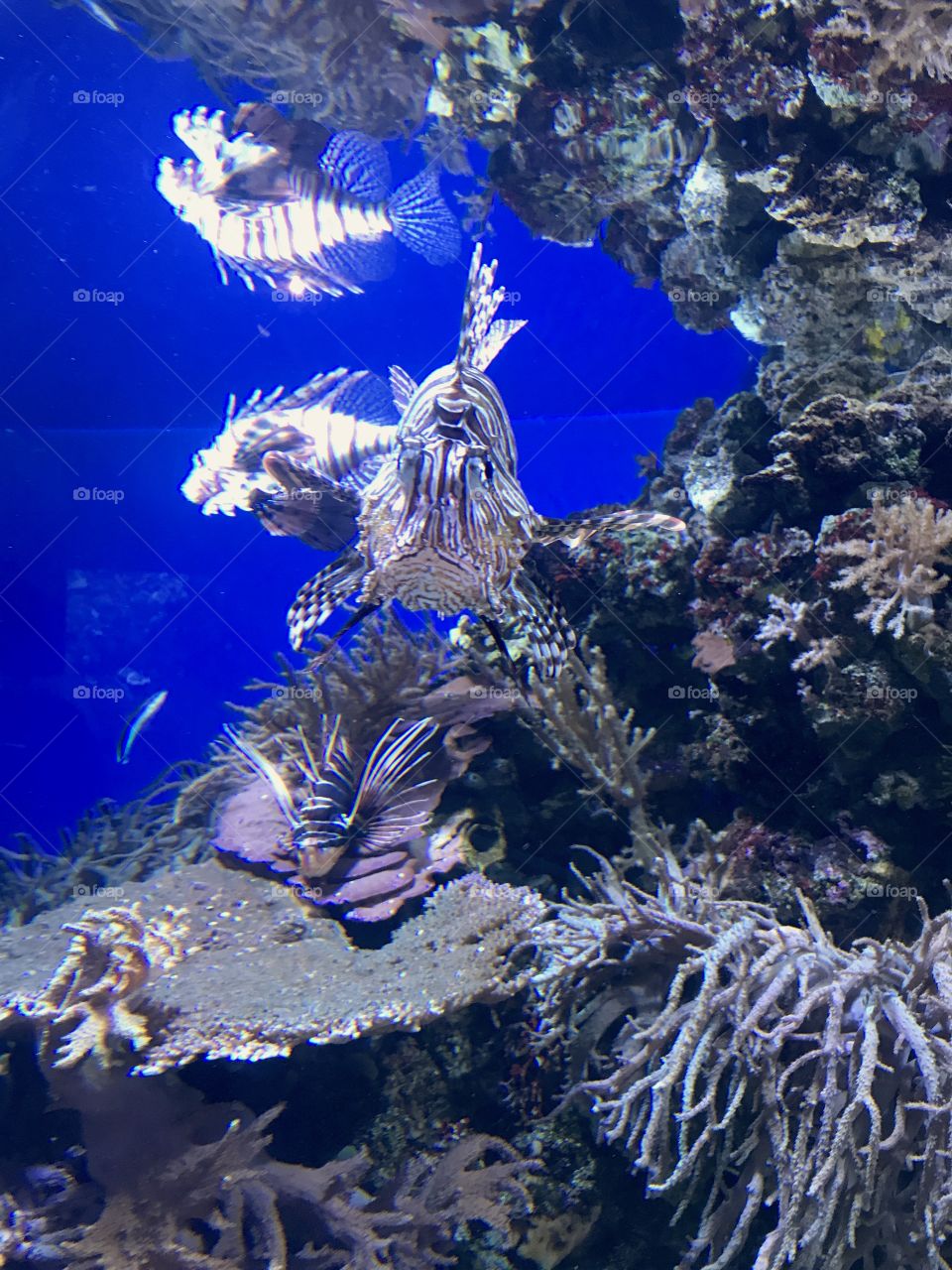 Multiple Lionfish