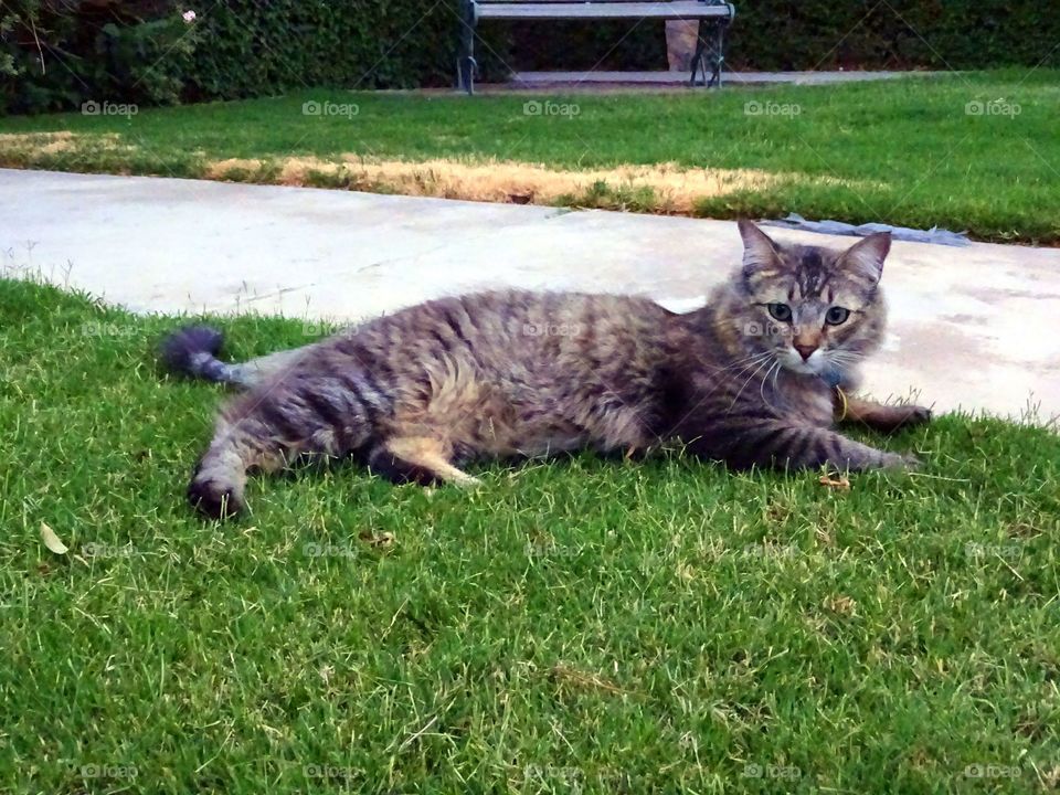 Cat in the Grass