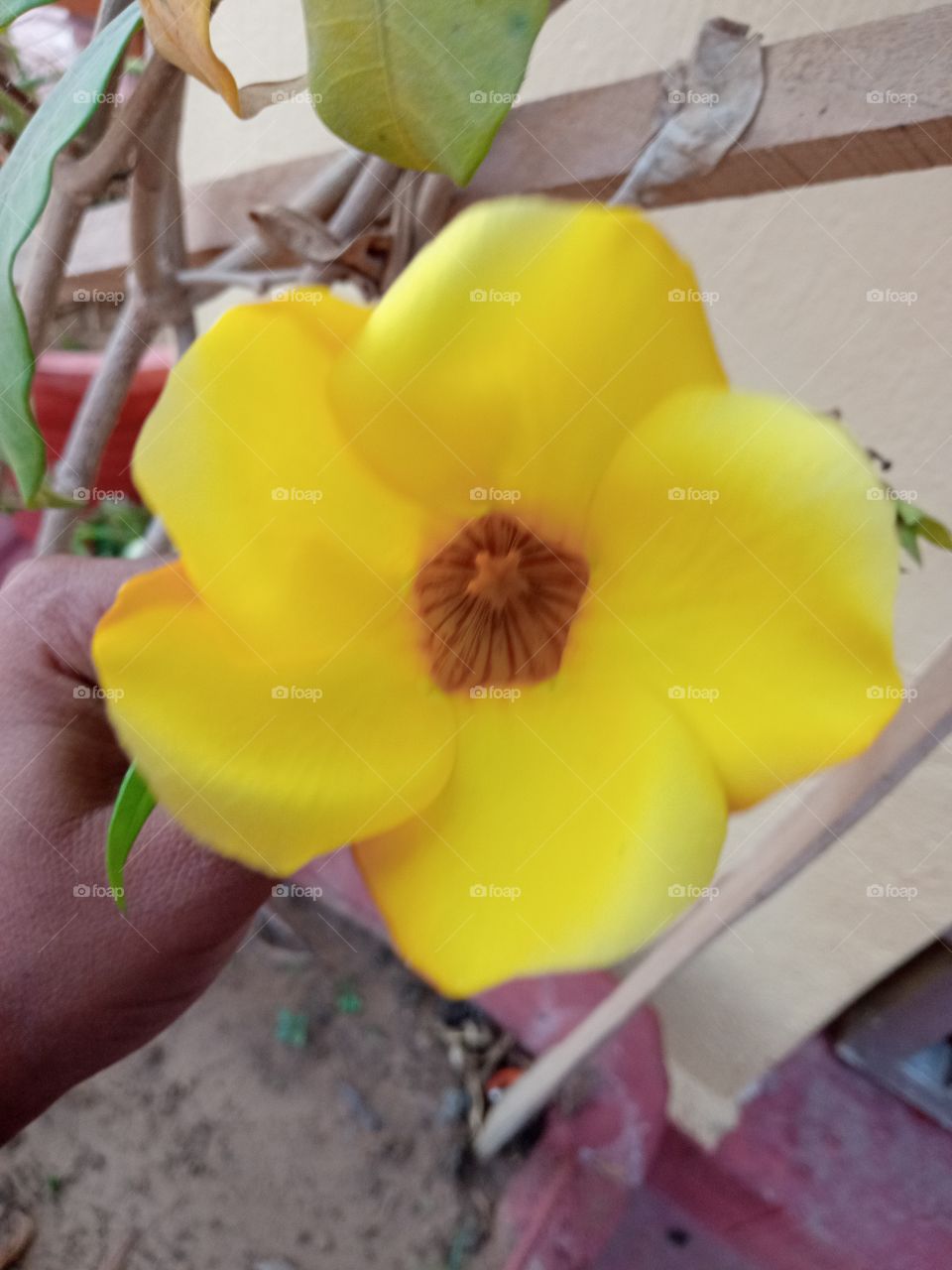 beautiful yellow morning glory flower🌺🌻🌹🌷