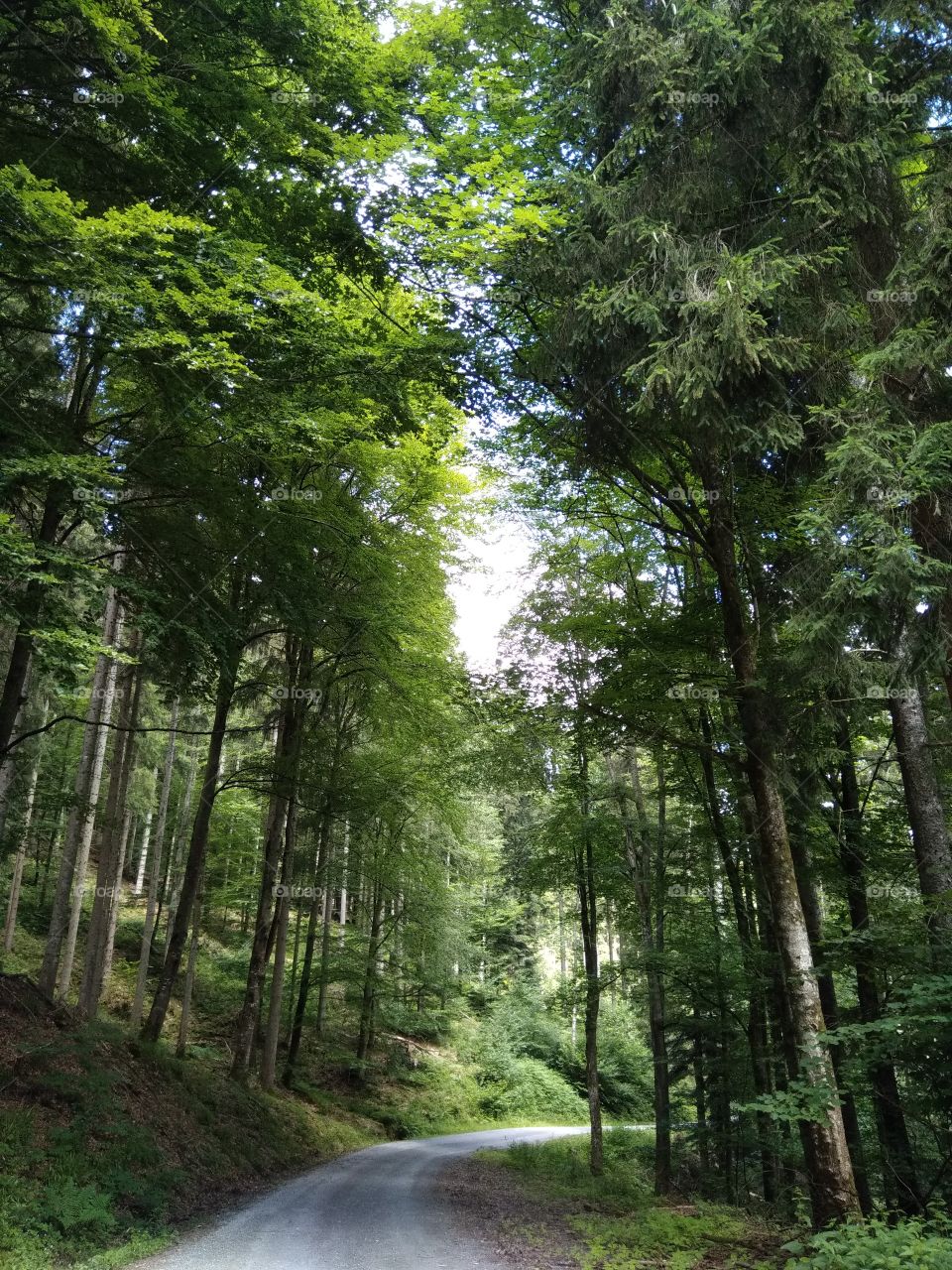 Wood, Landscape, No Person, Tree, Nature