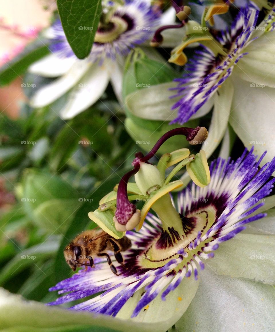 Wasp on passion flower