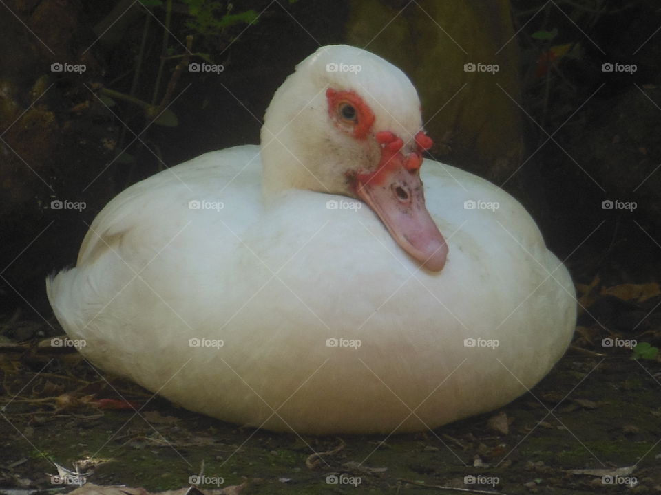 pato descanso