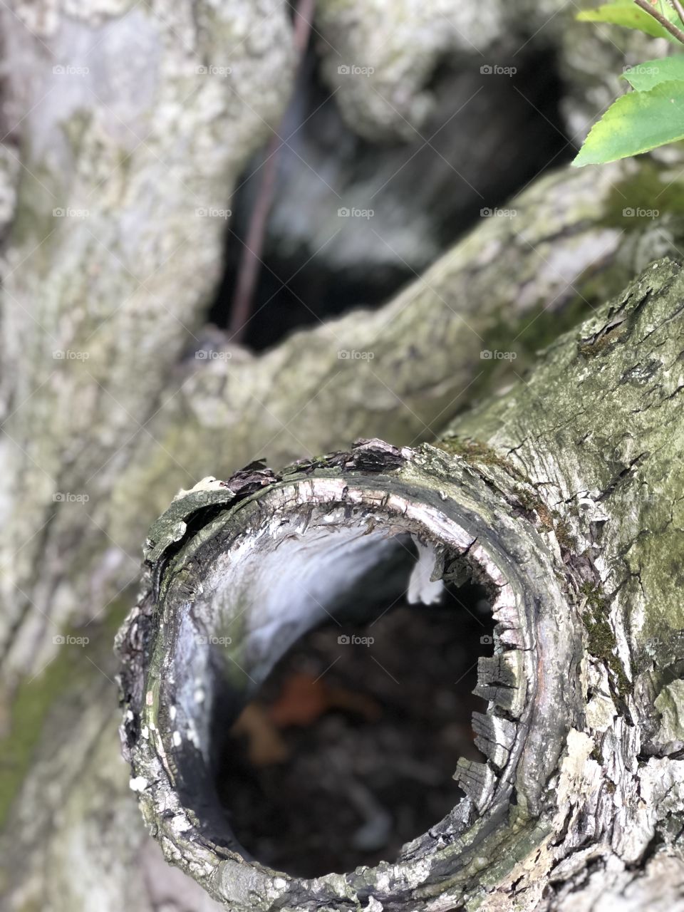 Nice hole in an apple tree. 