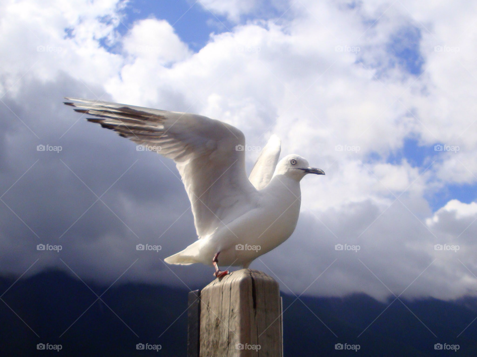 sky white bird fly by Ros
