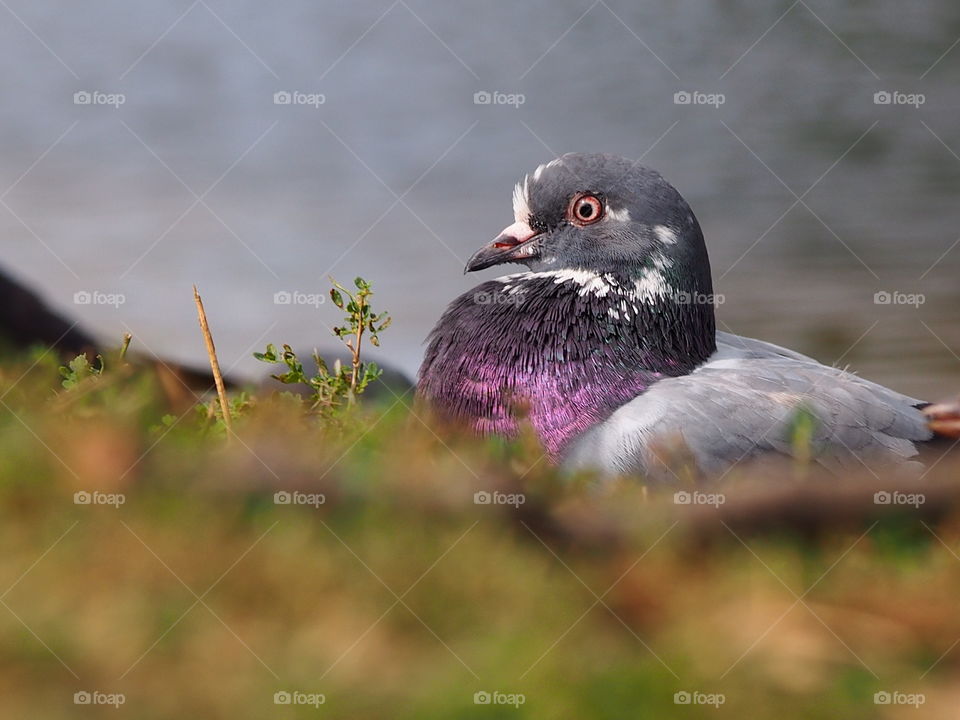 Pigeon