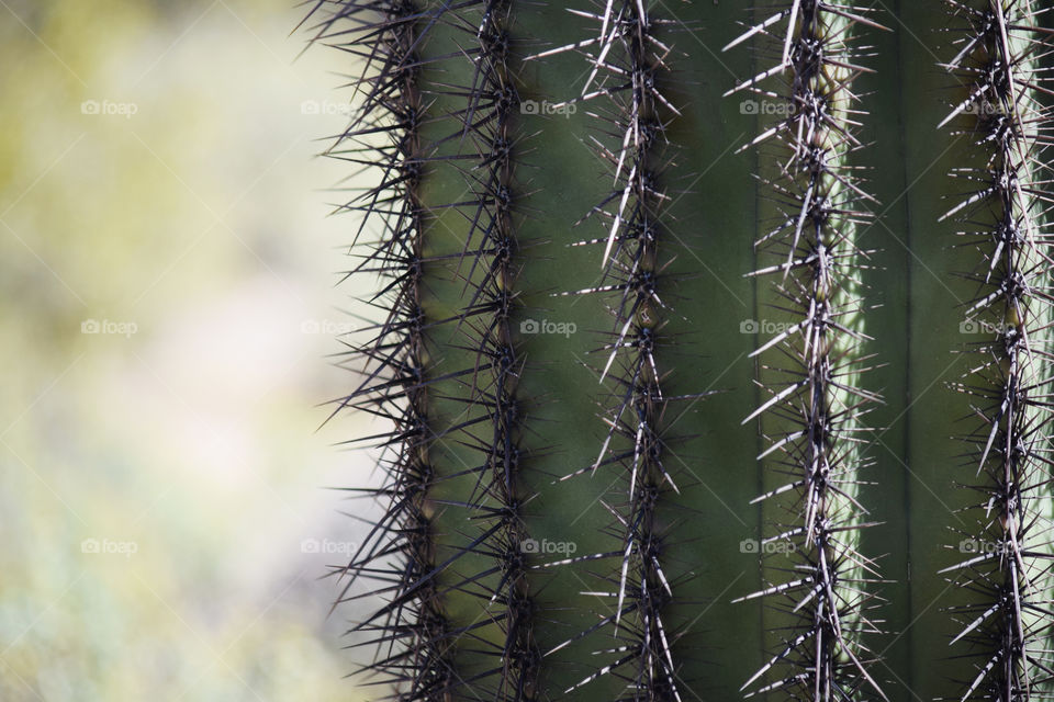 Cactus, Spine, Sharp, Prickly, Succulent