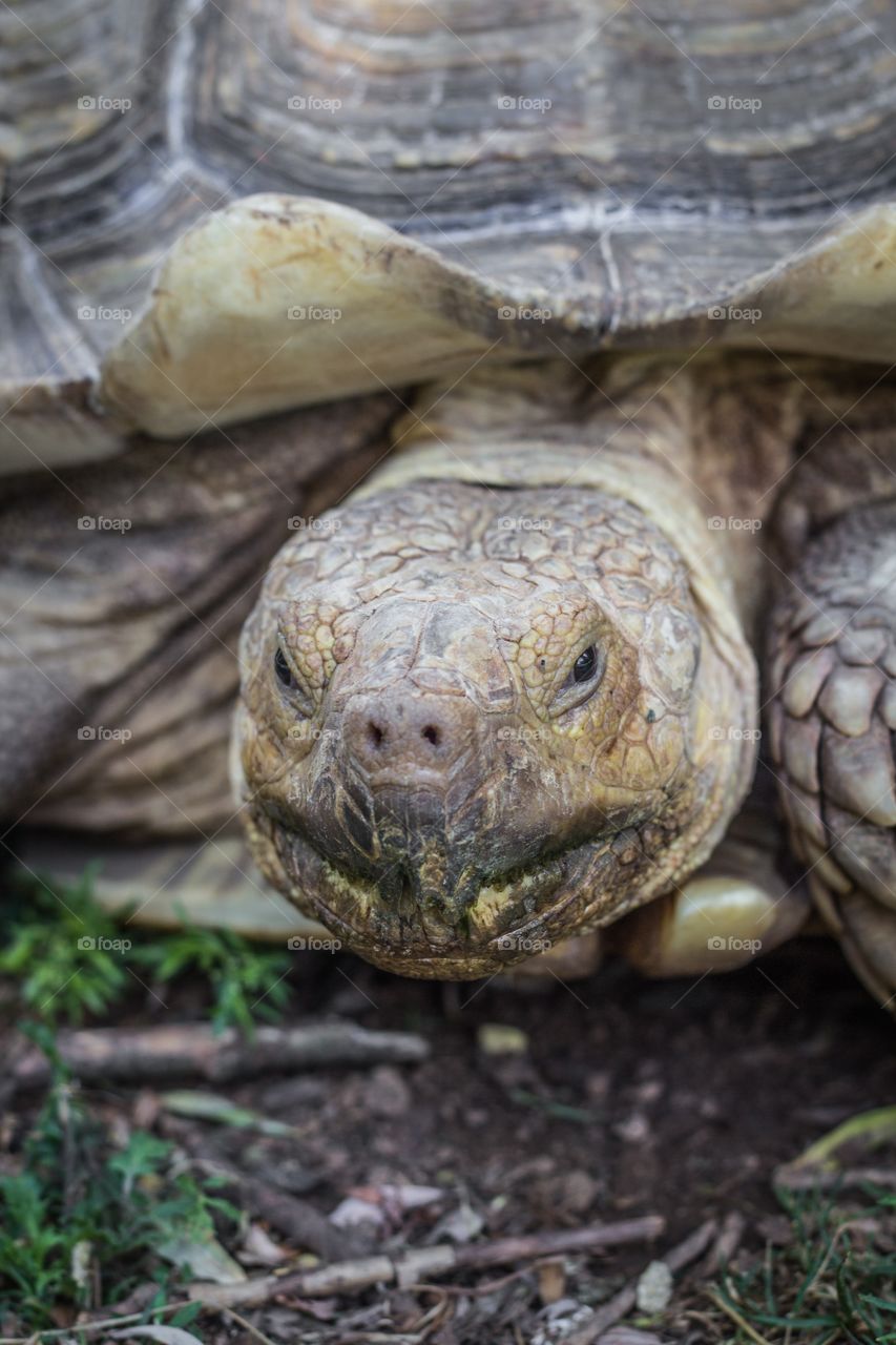 Close-up of a tortoise
