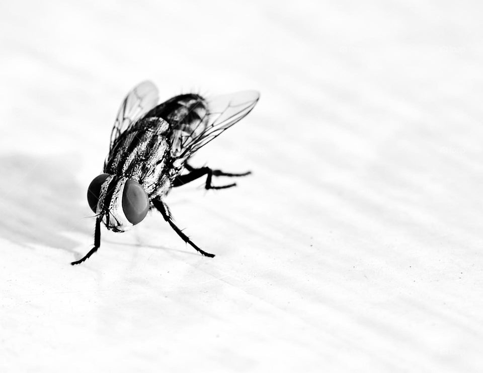 House fly - Macro style - BW photography 