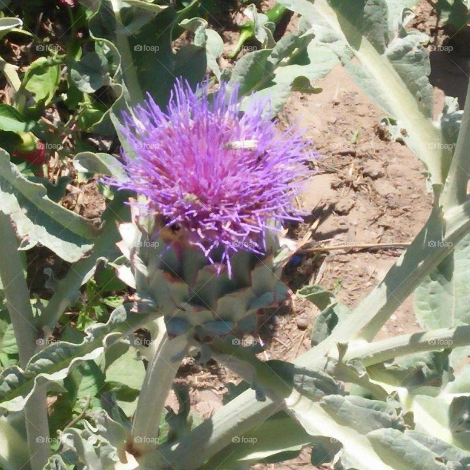 artichoke plant