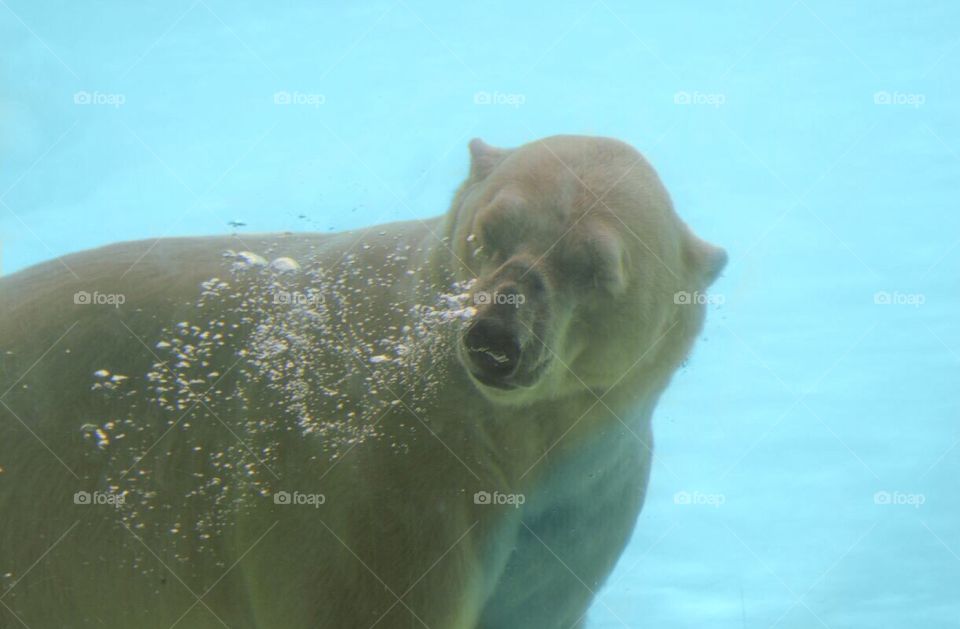 A polar bear plunge.