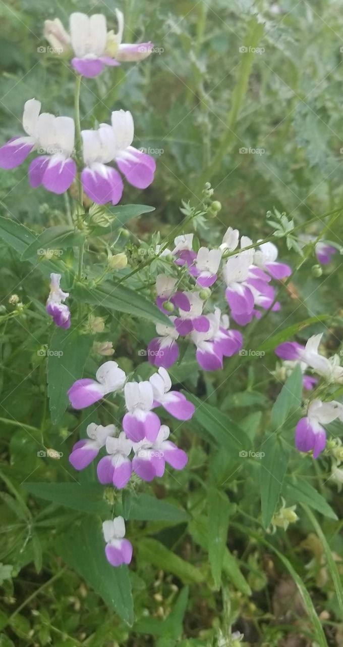 springtime wildflower field