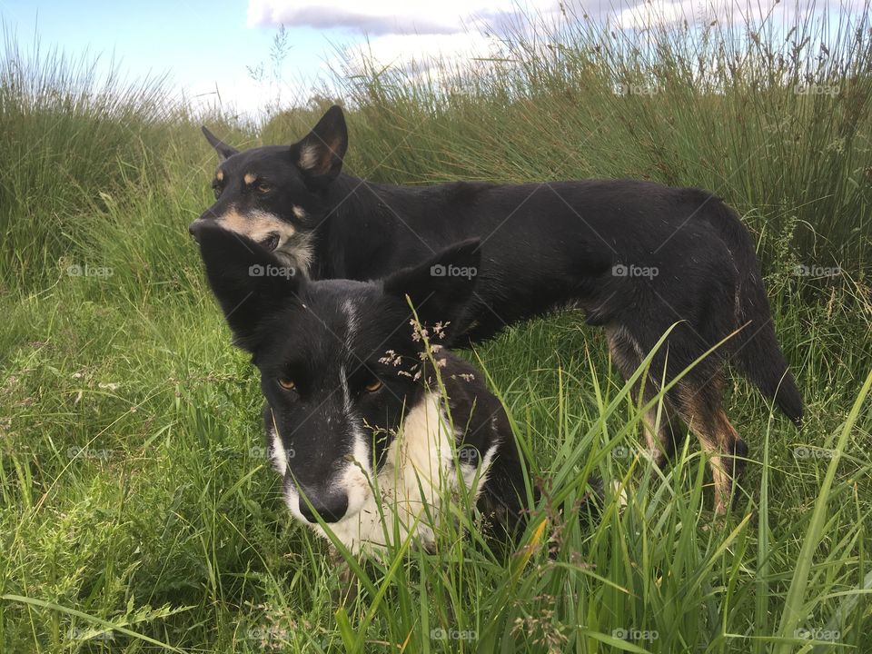 Collie and kelpie having a day off work 