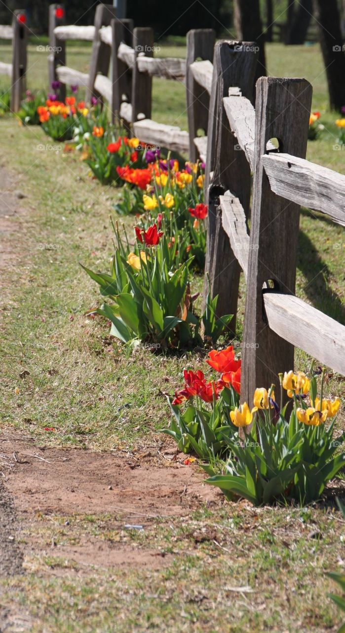 Row of Tulips 