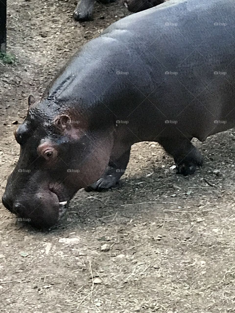 A hippo life