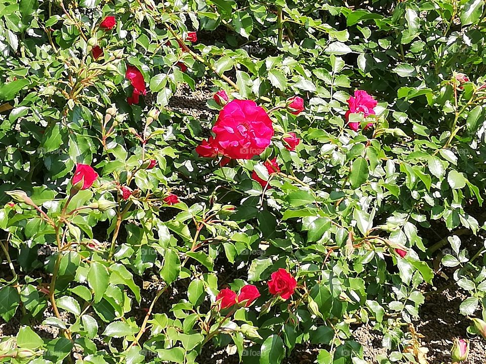 Rosenbusch rot