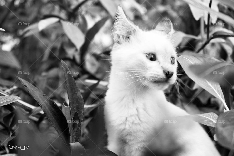 White cat 