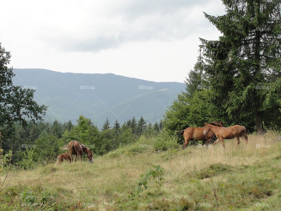 Horses in the mountains