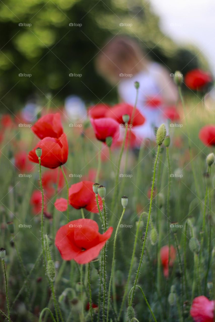 Red poppy flowers