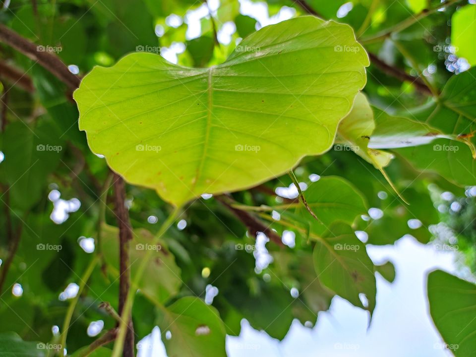 green leaf🍀🍀