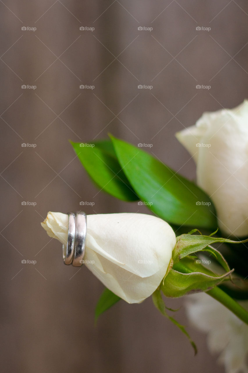 Two men's wedding rings perched on a white rose. 