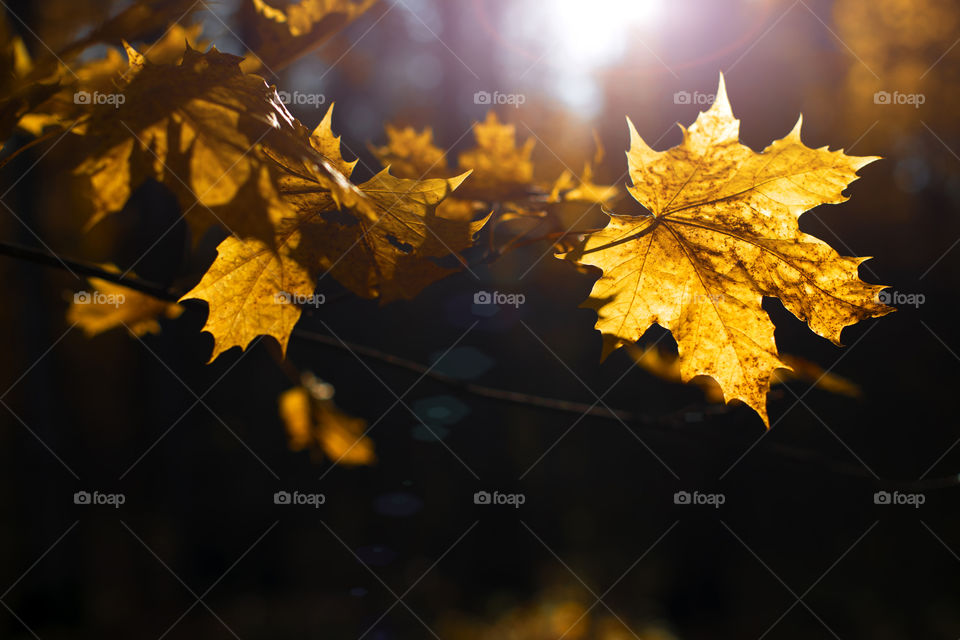 Dawn mapple leaf in park