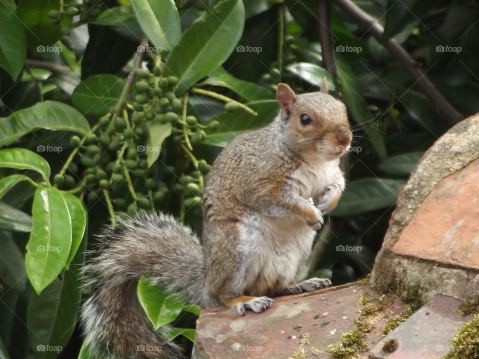 Bushy Squirrel