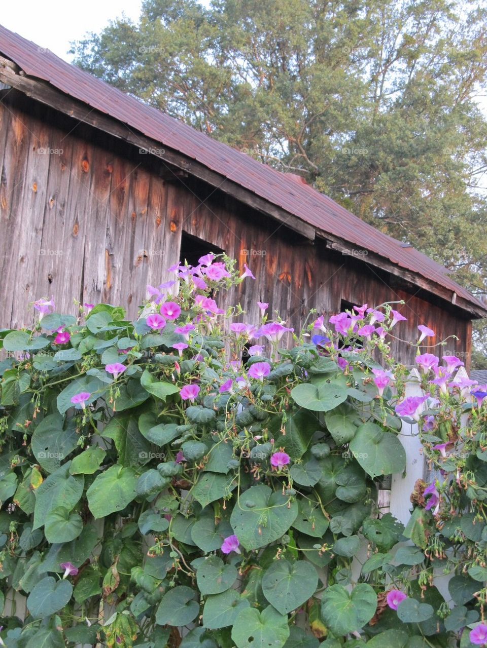 Barn morning glories