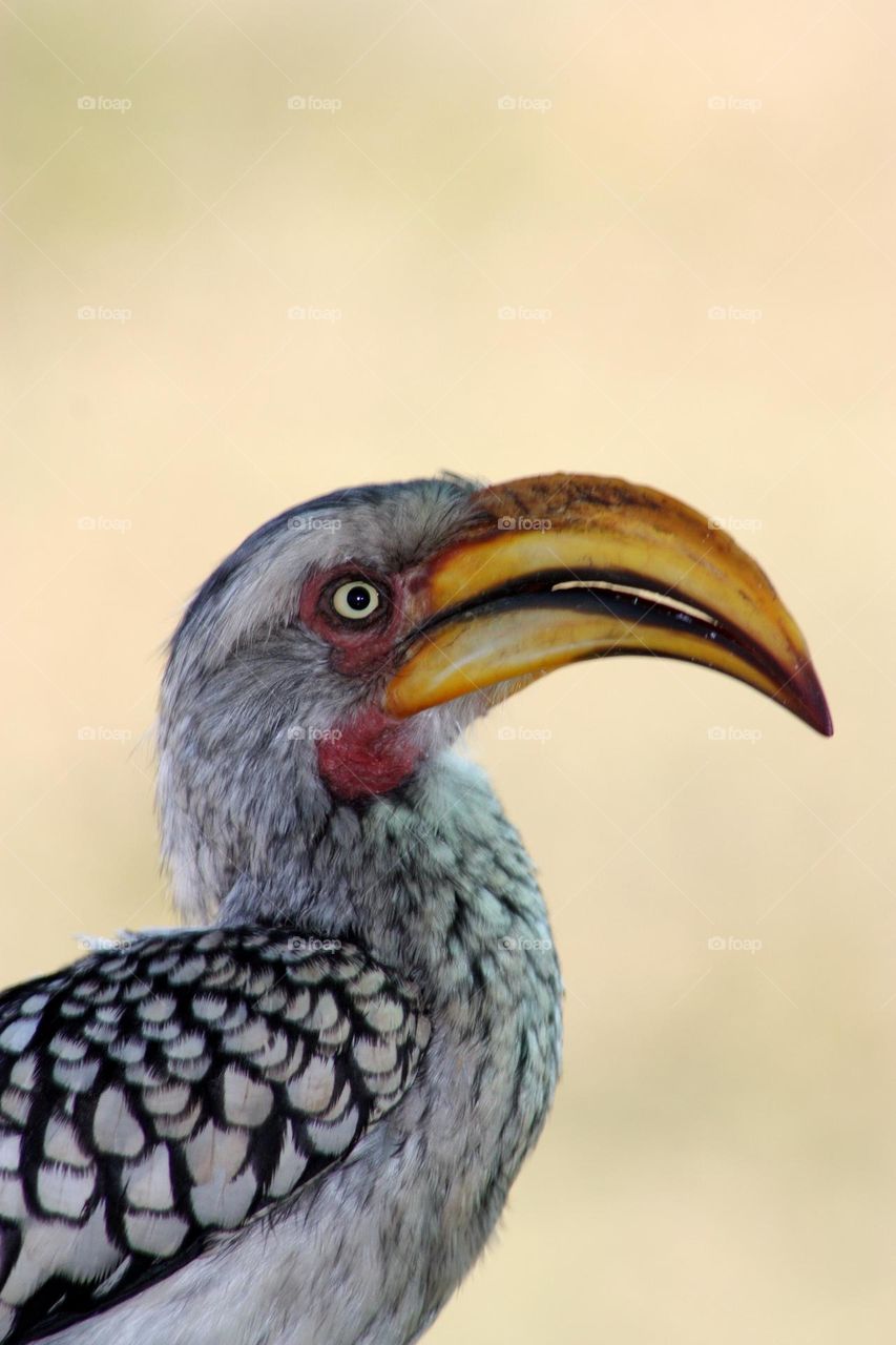 Southern yellow billed hornbill.