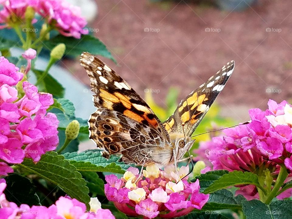 A moth is so remarkable as it lands on tthew flower four a quick shot of nectar,  before flying on his way.