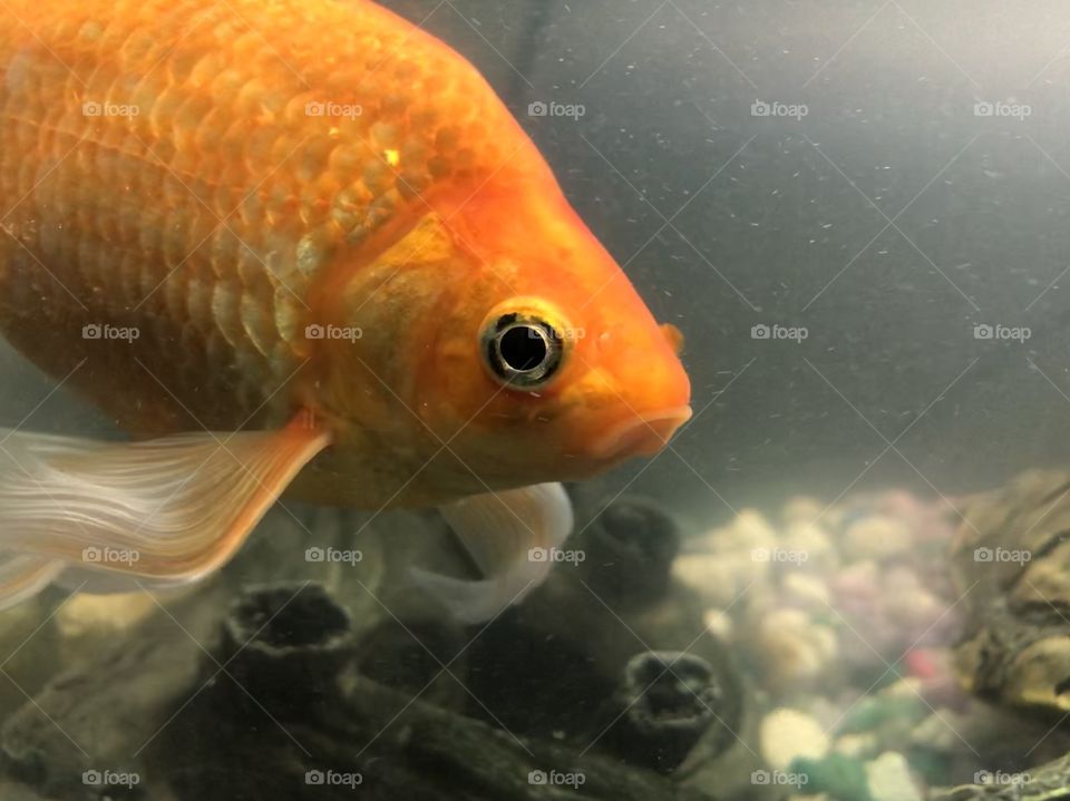 Fancy goldfish