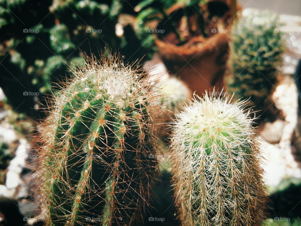 Beautiful cactus flowers with sunlight in Garden