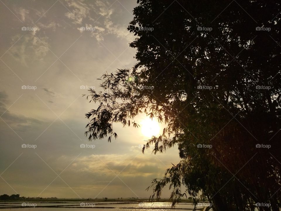the view in the afternoon with very beautiful bamboo trees and orange clouds