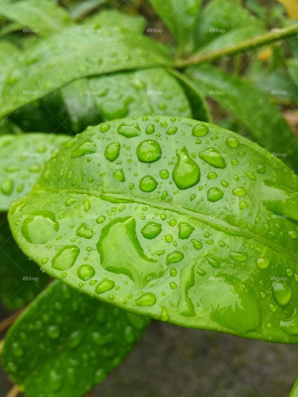 green leaf and water drops