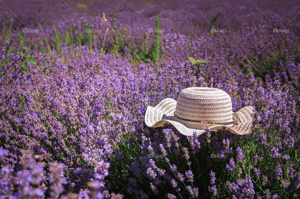 Hat on lavender field